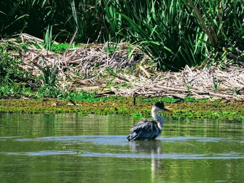 NÁRODNÍ PŘÍRODNÍ REZERVACE LEDNICKÉ RYBNÍKY
